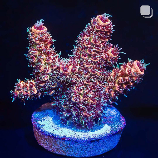 RM Wildfire Rainbow Millepora Acro Coral | 6L8A8172.jpg