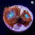 Magician Zoa Zoanthid Coral 2 Polyps | 6L8A8244.jpg