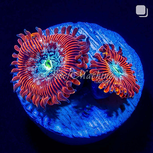 Magician Zoa Zoanthid Coral 2 Polyps