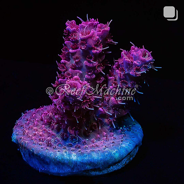 RM Queen of Hearts Millepora Acro Coral