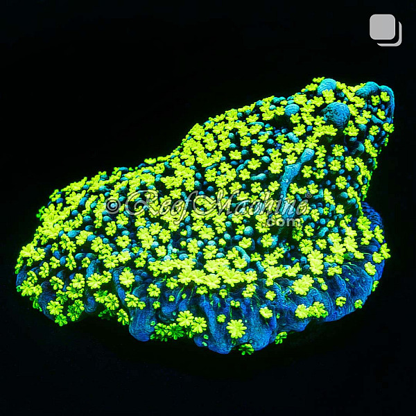 Tubbs Stellata Montipora Monti Coral (Lilac Tips) | 6L8A9565.jpg