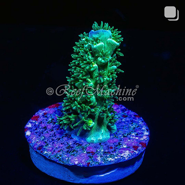 RM Dayglow Acropora Vermiculata Coral