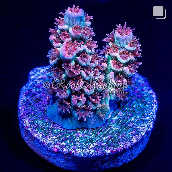 RM Cherry Blossom Acropora Bifaria (Tenuis) Coral