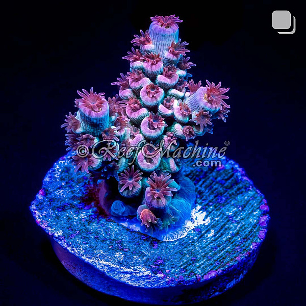 RM Cherry Blossom Acropora Bifaria (Tenuis) Coral