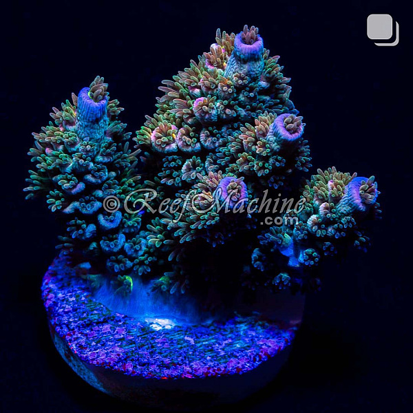 RM Tutti Frutti Acropora Bifaria (Tenuis) Coral | 6L8A9921.jpg