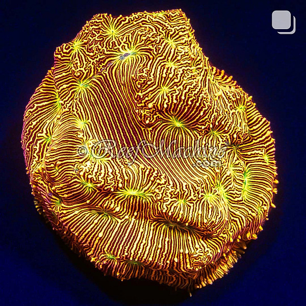 Jack-O-Lantern Leptoseris Lepto Coral