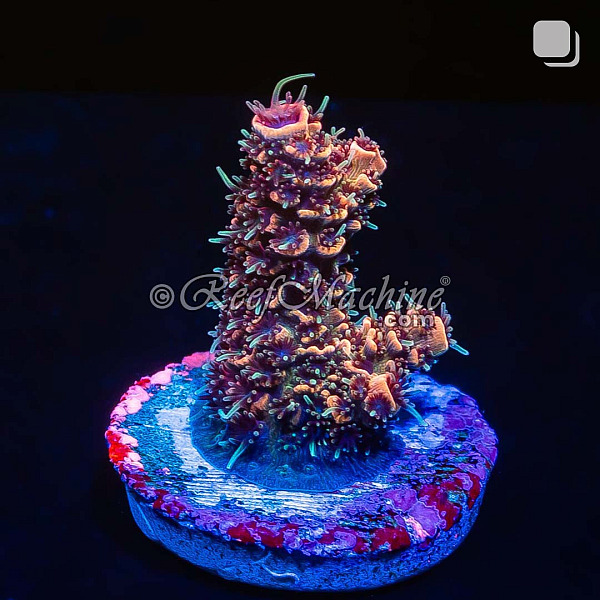 RM Wildfire Rainbow Millepora Acro Coral