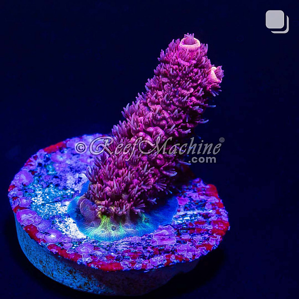 RM Rubicunda Millepora Acro Coral | 6L8A9895.jpg