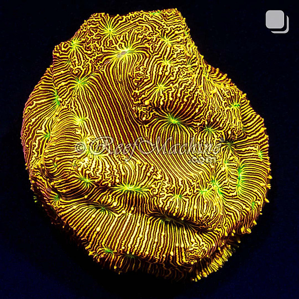 Jack-O-Lantern Leptoseris Lepto Coral | 6L8A9644.jpg