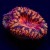 Ultra Rainbow Blasto Blastomussa  // 1+2 polyps | 6L8A9887.jpg