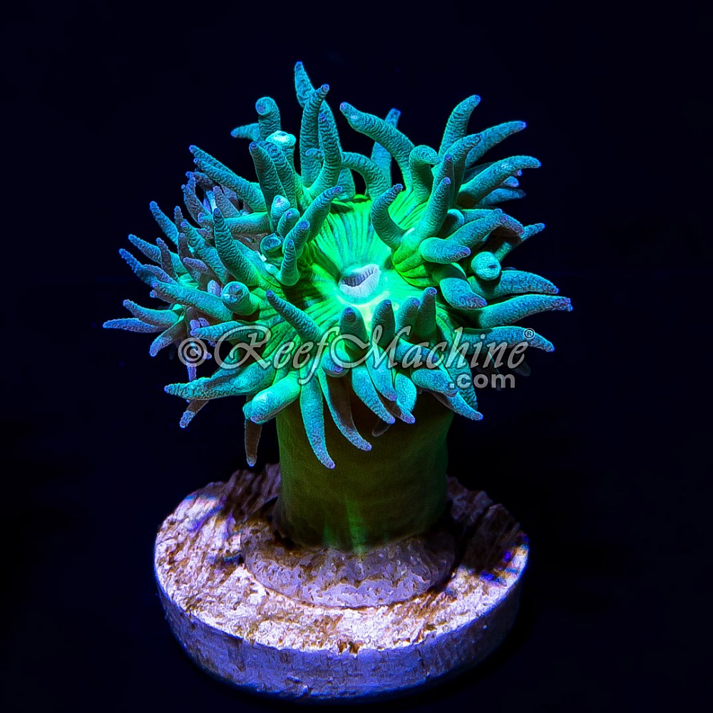 Toxic Green Stem Aussie Duncan (1+1 polyp)  | 6L8A9642.jpg
