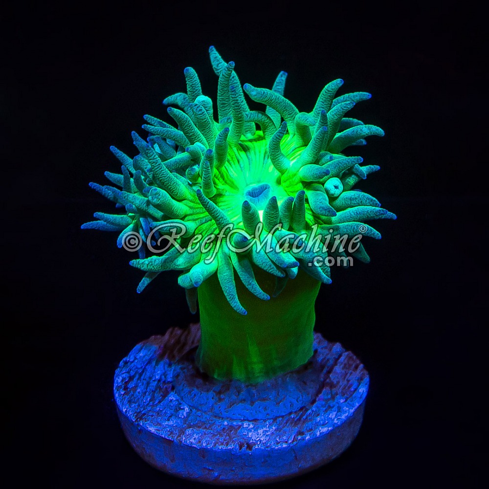 Toxic Green Stem Aussie Duncan (1+1 polyp)  | 6L8A9638.jpg