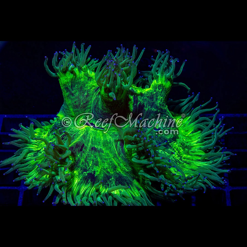 Elegance Coral // Catalaphyllia Jardinei, Large | 6L8A9933.jpg