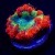 Blue Center Rainbow Blasto Ultra Blastomussa 1 Polyp | 6L8A0361.jpg
