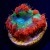 Blue Center Rainbow Blasto Ultra Blastomussa 1 Polyp | 6L8A0368.jpg