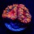 Ultra Rainbow Blasto Blastomussa // 2 polyps | 6L8A1896.jpg