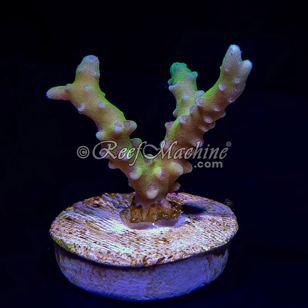 RM Green Goblin Anacropora | 6L8A3422.jpg