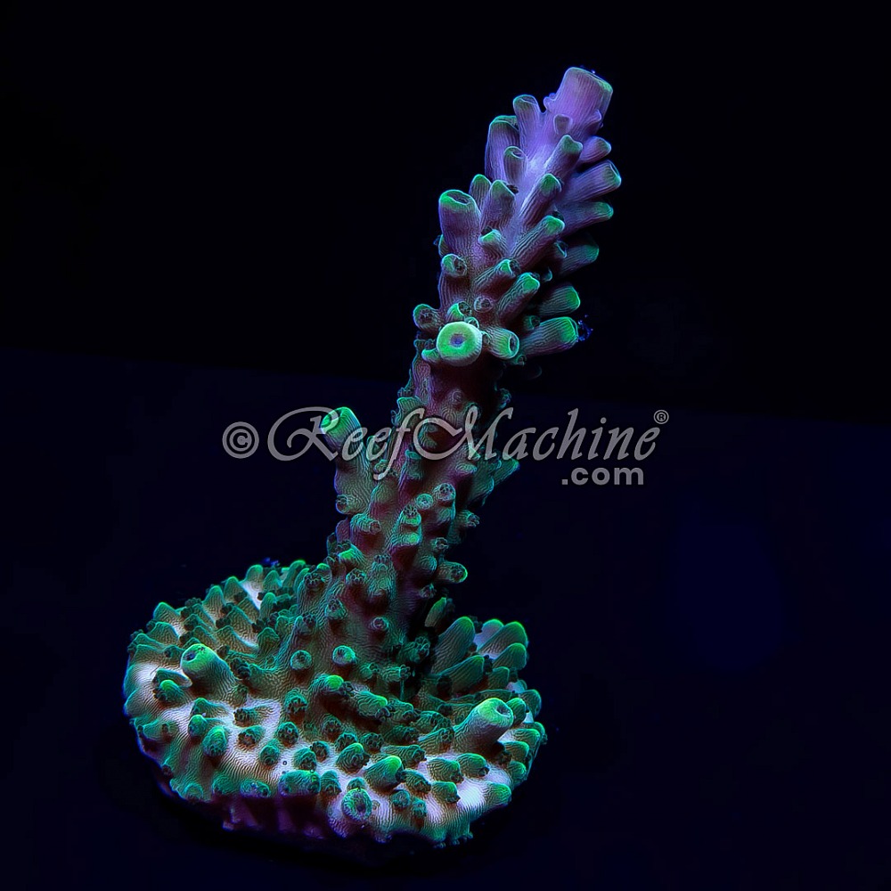 Pink Tip Acropora Acro Stag | 6L8A3384.jpg