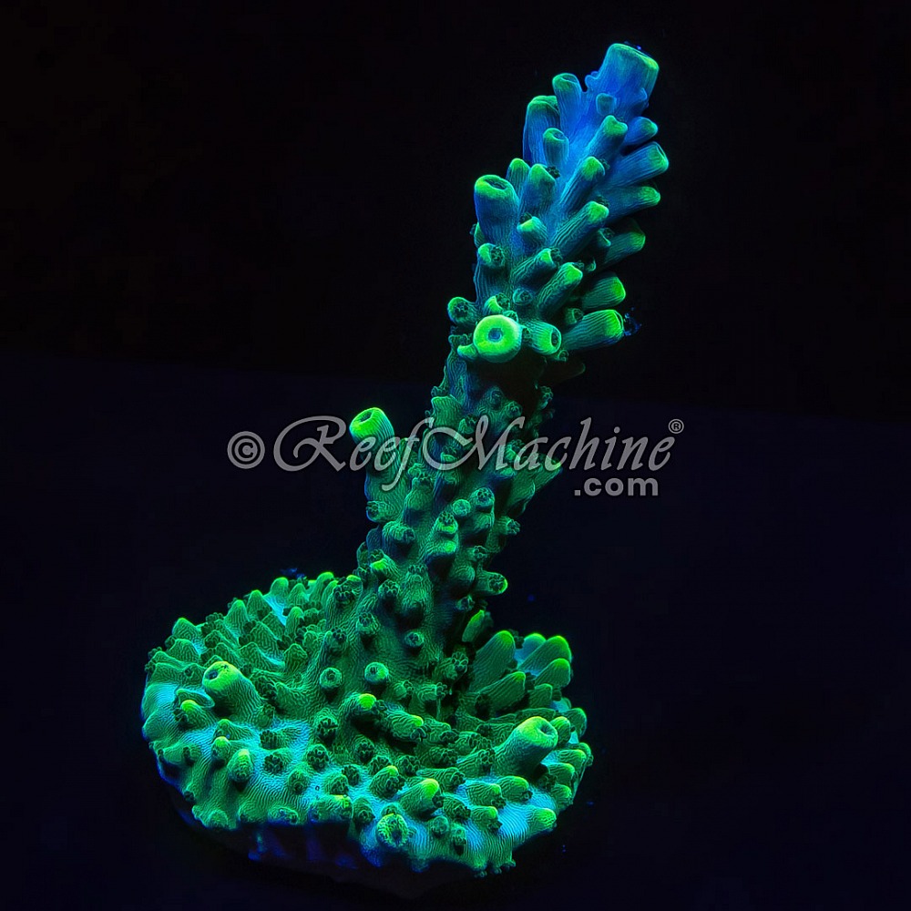 Pink Tip Acropora Acro Stag | 6L8A3378.jpg