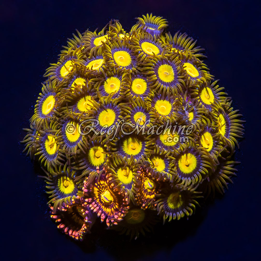 Reef Machine UK Mail Order Corals! Healthy, High Quality Frags Tutti