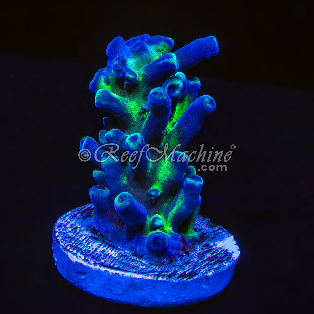 Reef Machine UK Mail Order Corals! Healthy, High Quality Frags Blue