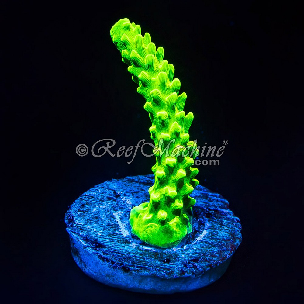 Electric Lime Stag Acro Acropora | 6L8A9214.jpg
