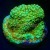 Aquaman Montipora Monti Coral | 6L8A0289.jpg