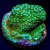 Aquaman Montipora Monti Coral | 6L8A0296.jpg