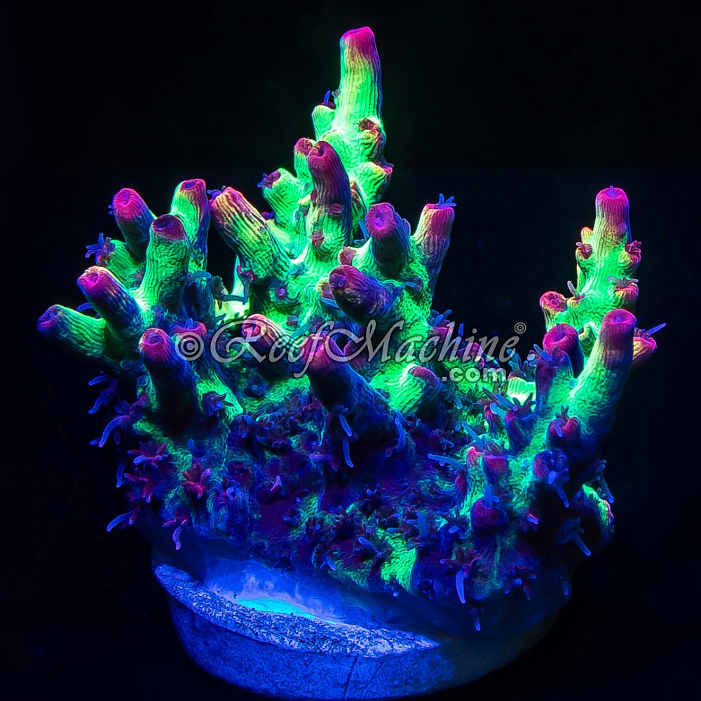 Red Devil Acropora Acro | 6L8A0439.jpg