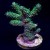 Sunset Millepora Milli | 6L8A1944.jpg