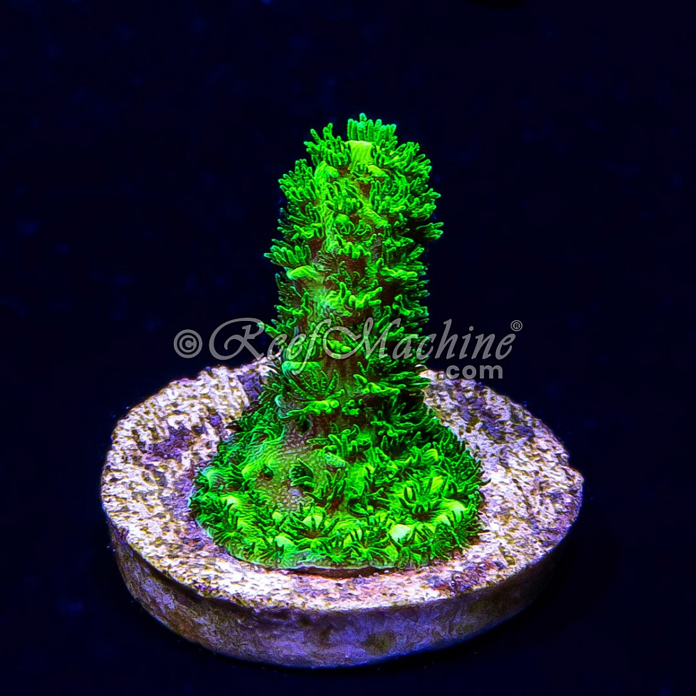 Ultra Bright Bali Slimer Acropora Acro | 6L8A1881.jpg