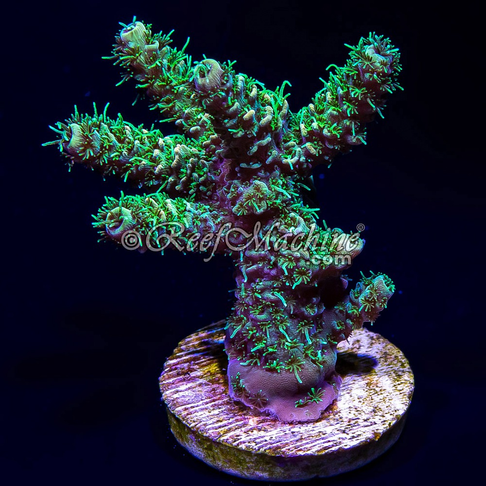 Sunset Millepora Milli | 6L8A1944.jpg