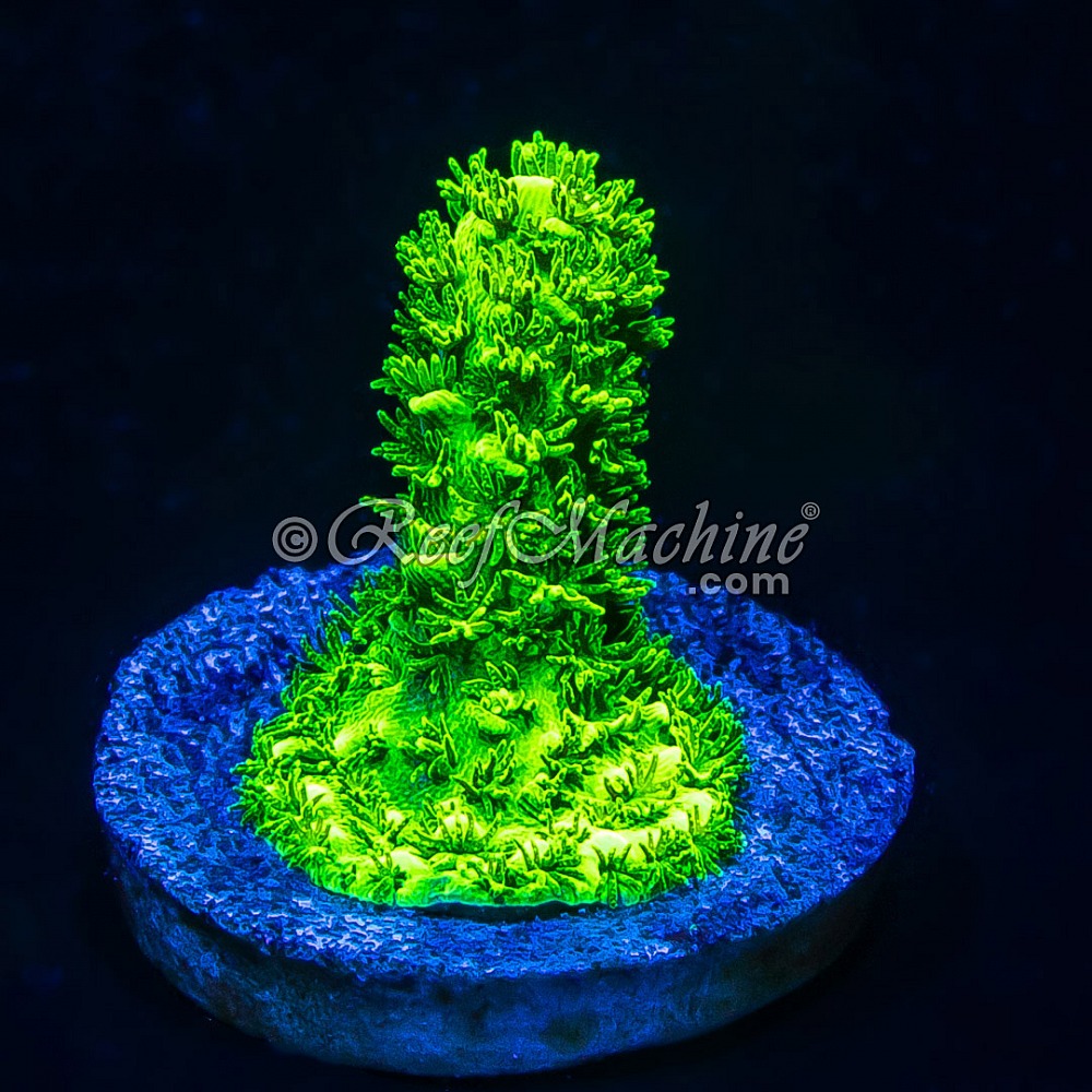 Ultra Bright Bali Slimer Acropora Acro | 6L8A1875.jpg