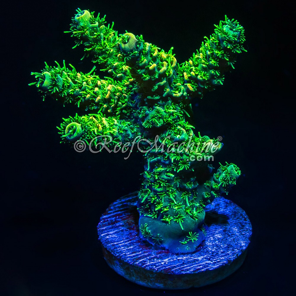 Sunset Millepora Milli | 6L8A1938.jpg