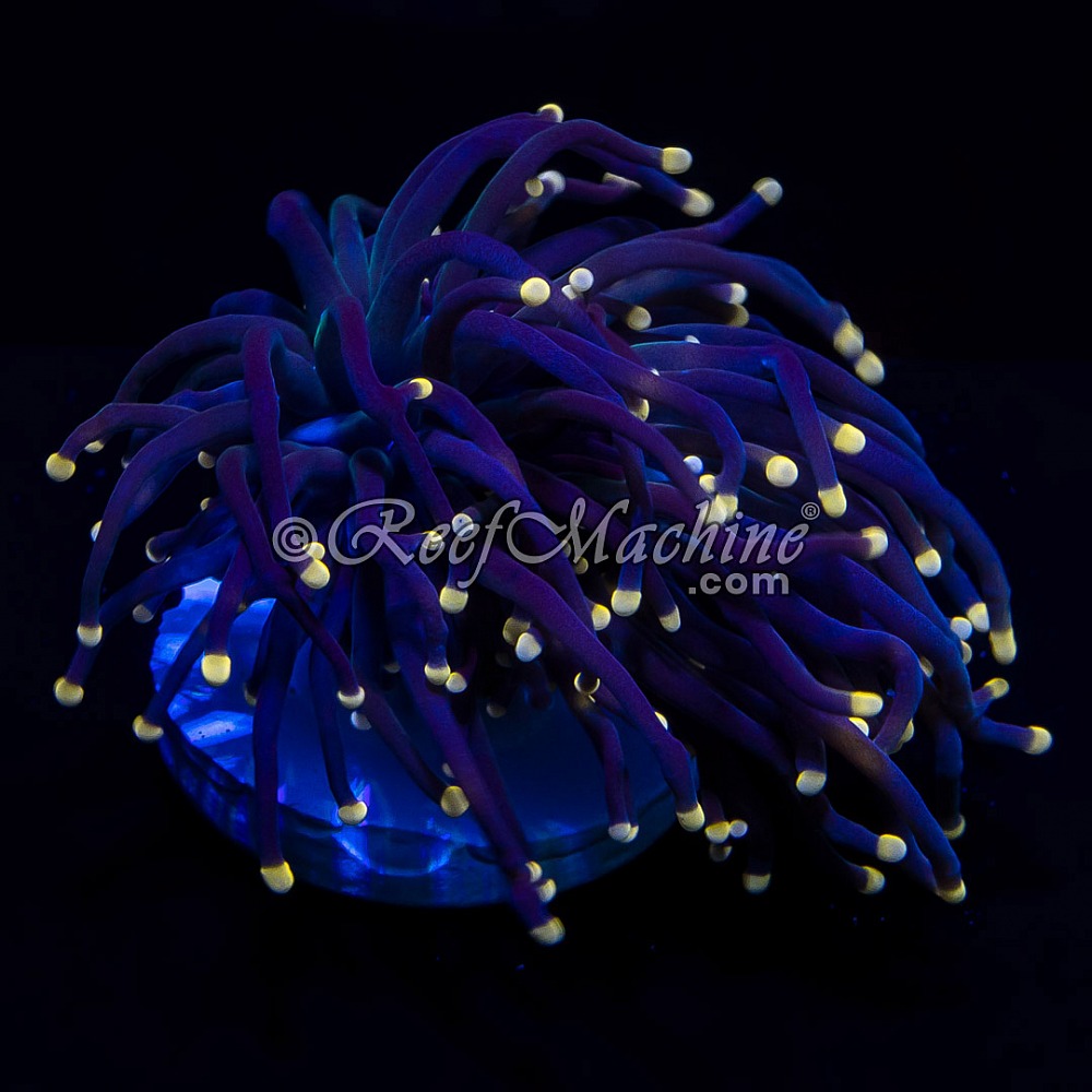 Peach Tip Branching Torch Euphyllia 1 Head | 6L8A6064.jpg