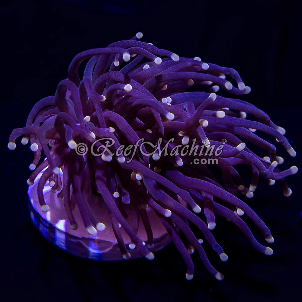 Peach Tip Branching Torch Euphyllia 1 Head | 6L8A6069.jpg