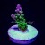 Rainbow Loom Acropora Acro | 6L8A6170.jpg