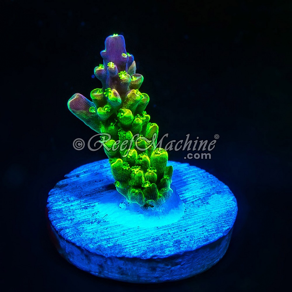 Rainbow Loom Acropora Acro | 6L8A6163.jpg