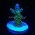 Blue Tip Green Stag Acropora Acro  | 6L8A6024.jpg