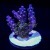 RM Blueberry Fields Acropora Acro  | 6L8A5996.jpg