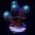 Purple Milka Stylophora Stylo | 6L8A6124.jpg