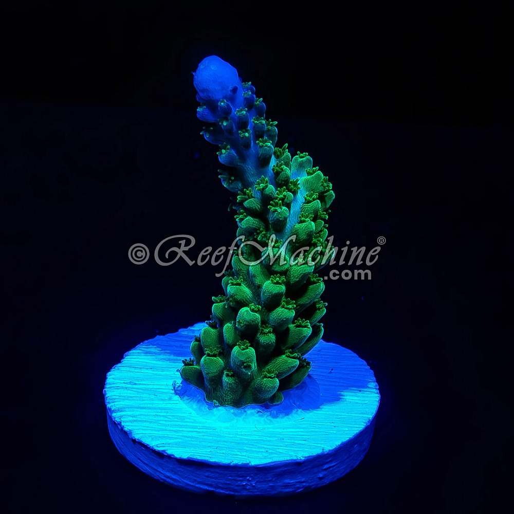 Blue Tip Green Stag Acropora Acro  | 6L8A6027.jpg