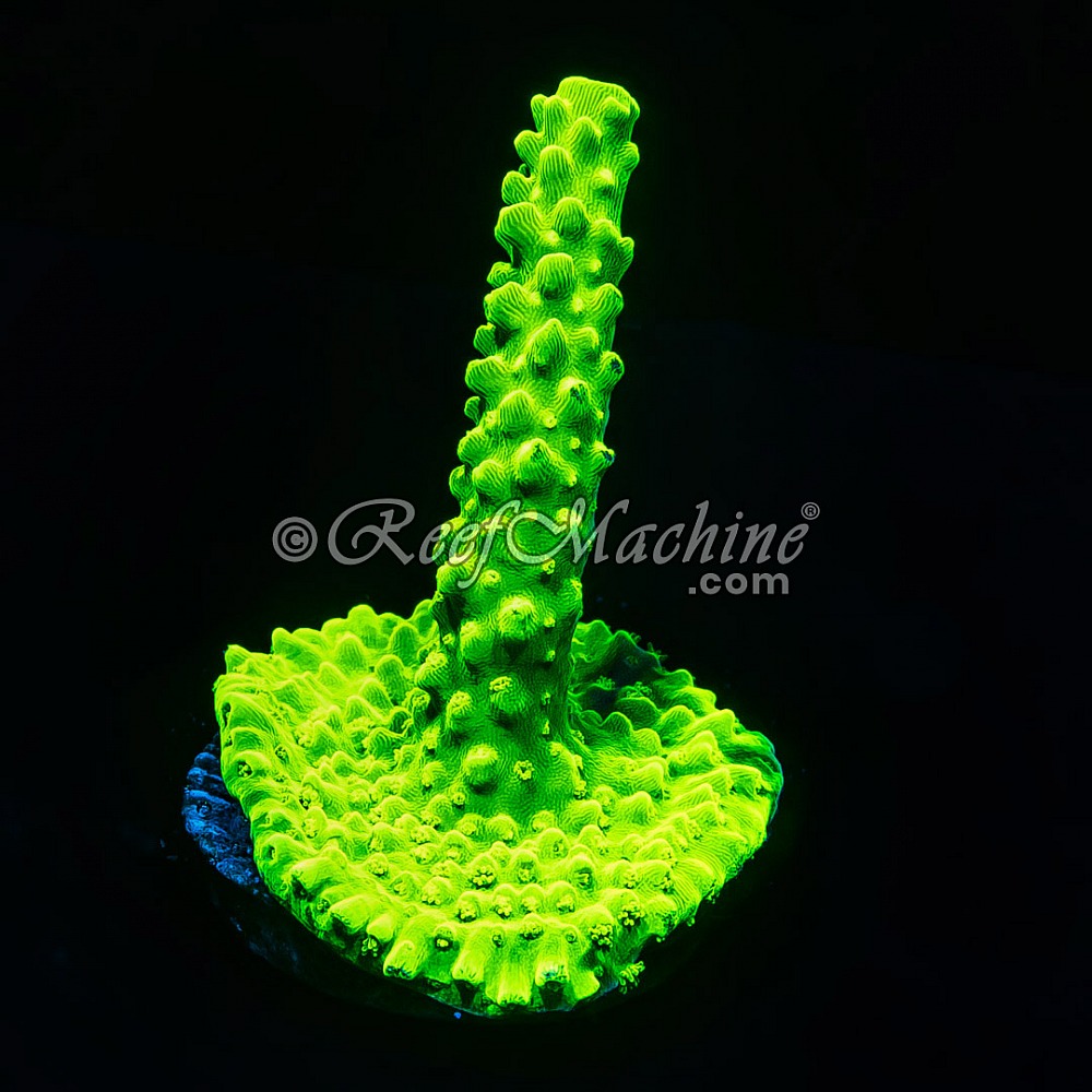 Electric Lime Stag Acro Acropora | 6L8A8306.jpg