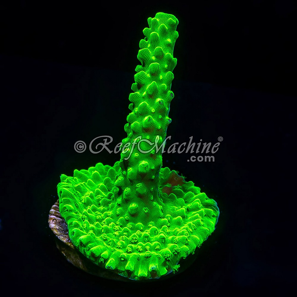 Electric Lime Stag Acro Acropora | 6L8A8307.jpg