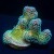 Rainbow 'Bug Out' Stylo Stylophora  | 6L8A9817.jpg