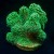 Metallic Green Fibre Optic Stylo Stylophora  | 6L8A9809.jpg