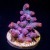 Pink Branching Cyphastrea | 6L8A9787.jpg