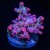 Pink Branching Cyphastrea | 6L8A9782.jpg