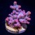 Pink Branching Cyphastrea | 6L8A9783.jpg