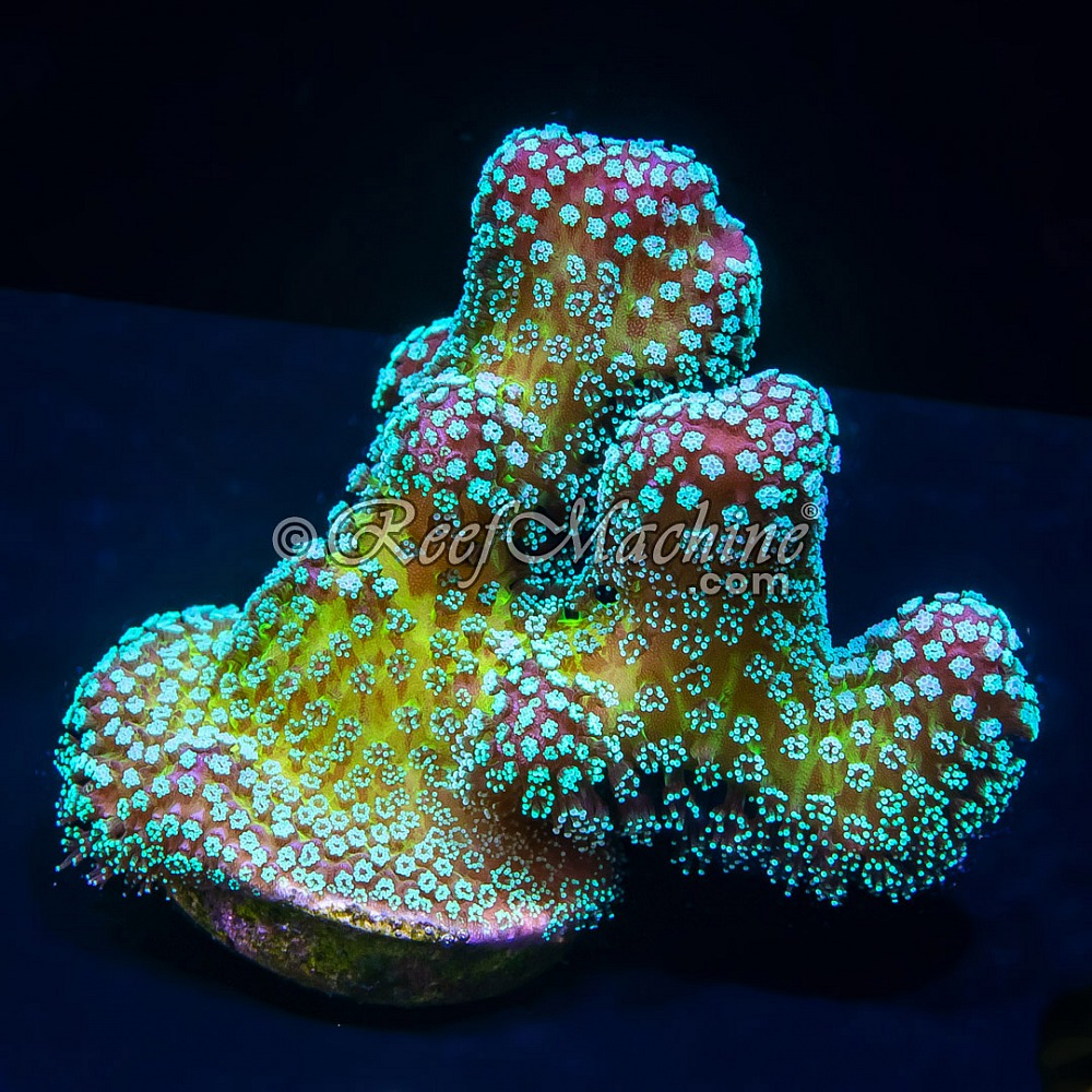 Rainbow 'Bug Out' Stylo Stylophora  | 6L8A9817.jpg